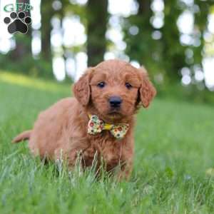 Theo, Goldendoodle Puppy